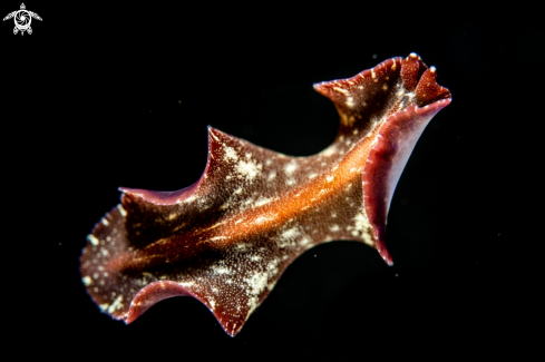 A Marine flatworm