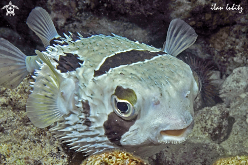 A puffer fish