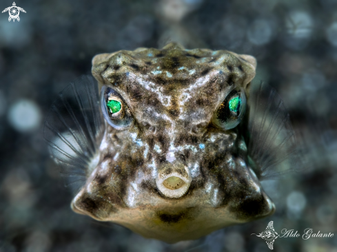 A Boxfish