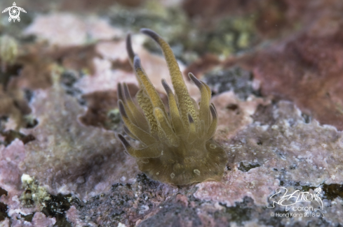 A anemone