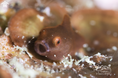 A Japanese Lumpfish