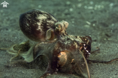 A Coconut octopus