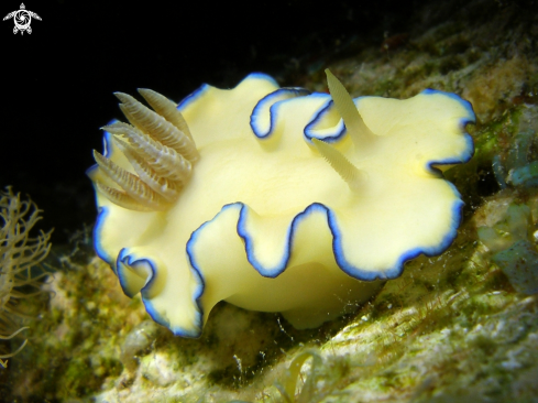 A Nudibranch