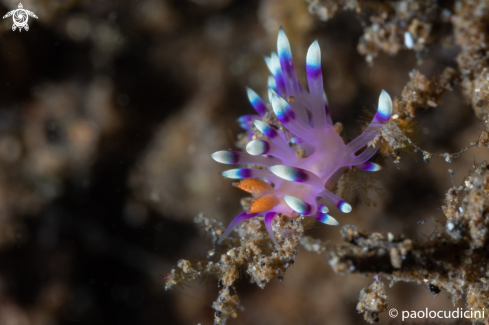 A Coryphellina exoptata | Desirable Flabllina