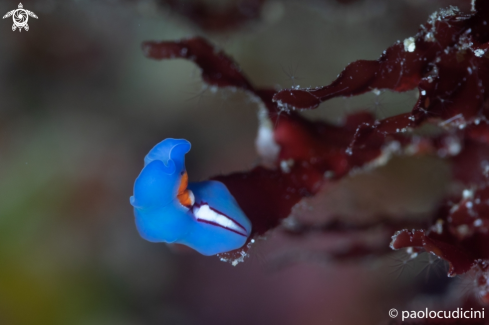 A Pseudoceros bifurcus | Racing Stripe Flatworm