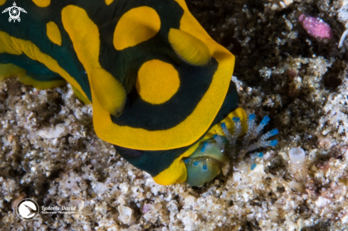 A Gabriela's Tambja Nudibranch