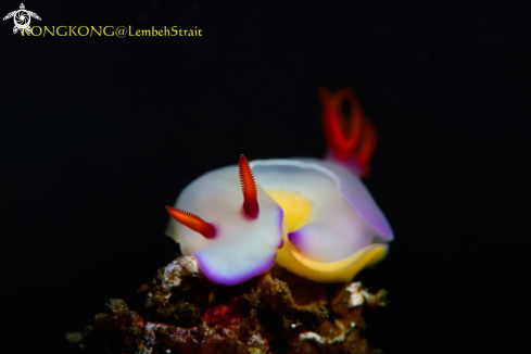 A Nudibranch