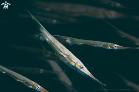 A Ridid Shrimpfish, Schweremesser Schnepfenfisch