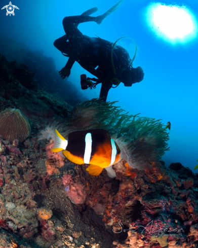 A anemone fish with diver