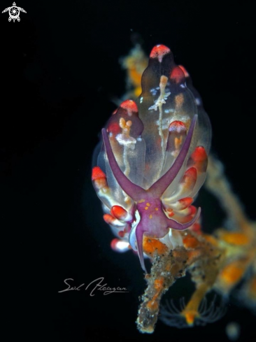 A Nudibranch