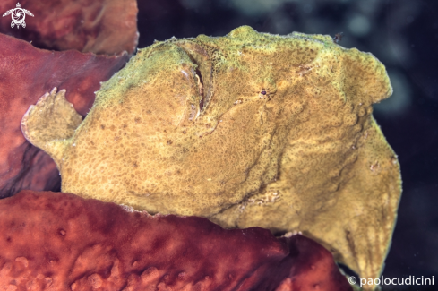 A Commerson's frogfish ( Giant Frogfish)