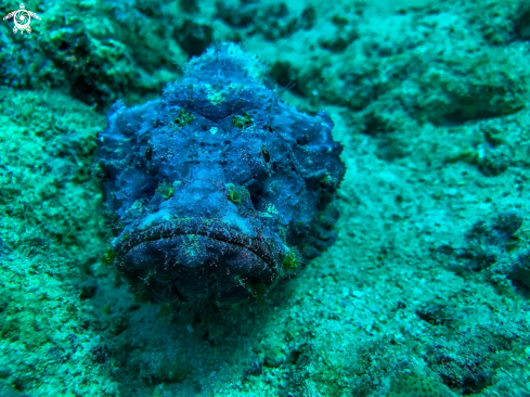 A stonefish