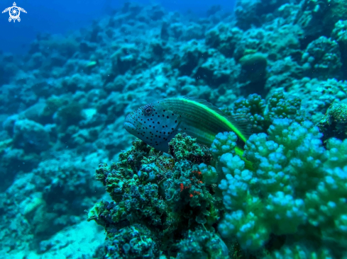 A Paracirrhites forsteri | freckled hawkfish