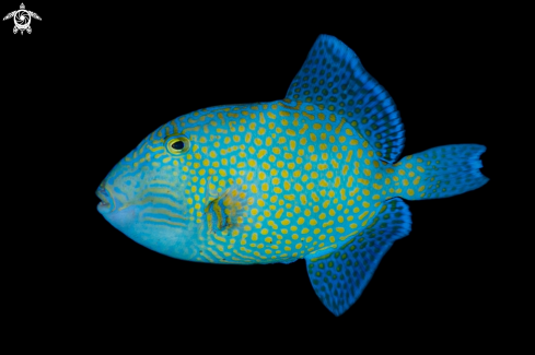 A Pseudobalistes fuscus | Blue Triggerfish