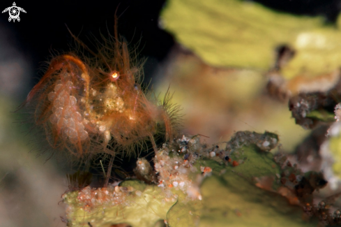 A Hairy Shrimp ( Phycocaris simulans) carrying the eggs