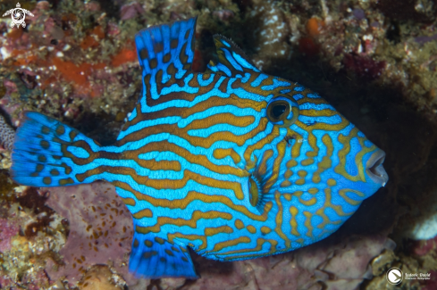 A Blue Triggerfish