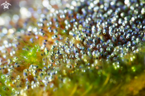 A Clownfish eggs