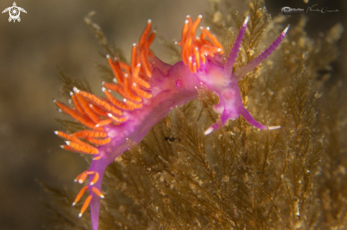 A flabellina ischitana 