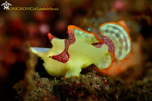 A Warty Frogfish