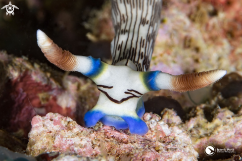 A Lined Nembrotha Nudibranch