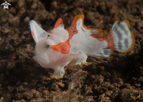 A Antennarius maculatus | Clown frogfish juvenile