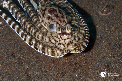 A Thaumoctopus mimicus | Mimic Octopus