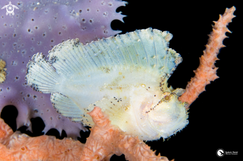 A Leaf Scorpionfish