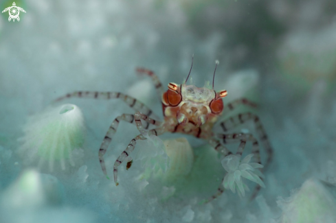 A  Boxer crab ( Lybia tesselata )