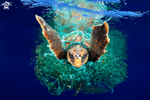 A Caretta Caretta turtle