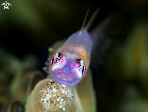 A Goby pink eyes