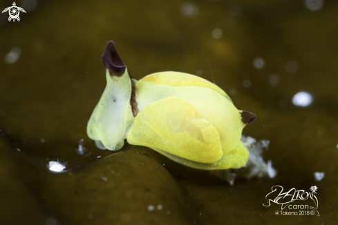 A Nudibranch