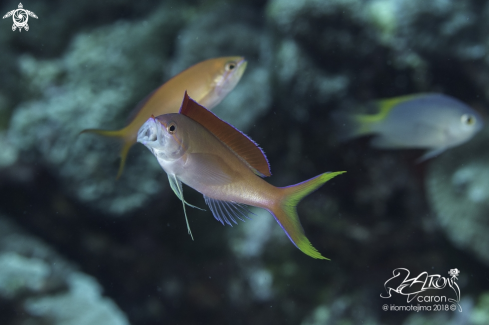 A Anthias Fish