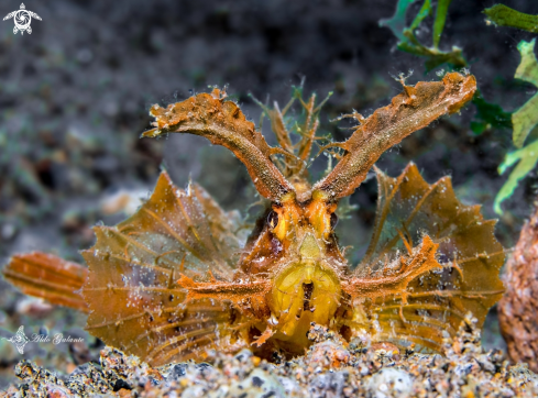 A Pteroidichthys amboinensis (Bleeker, 1856) | Ambon Scorpionfish