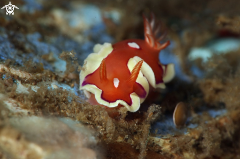 A Nudibranch Mexichromis pusilla (Bergh, 1874)