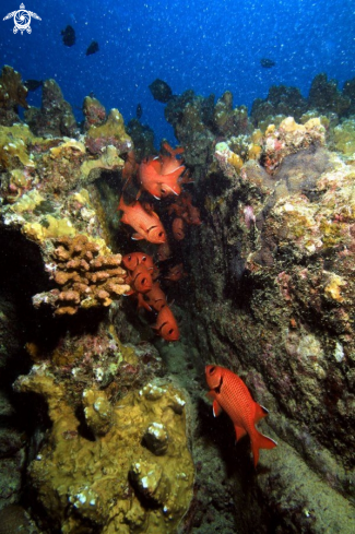 A Coral reef formation 2 Balaclava ,Mauritius