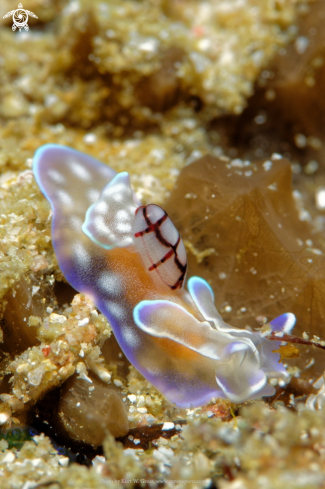 A Micromela undatus | Nudibranche