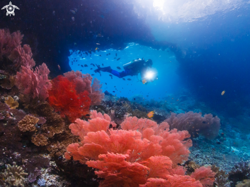 A seafan coral