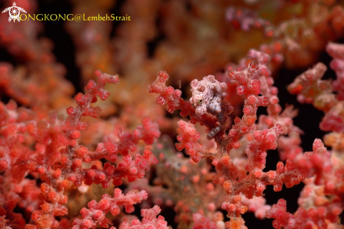 A Pygmy Seahorse