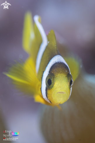 A Clownfish | Clownfish