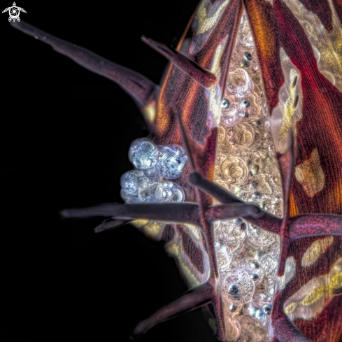 A Solenostomus paradoxus | gost pipefish eggs