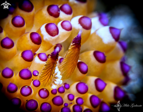 A Janolus savinkini | Janolus Nudibranch
