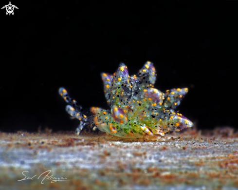 A nudibranch