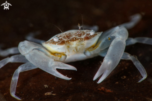 A Tiny white crab