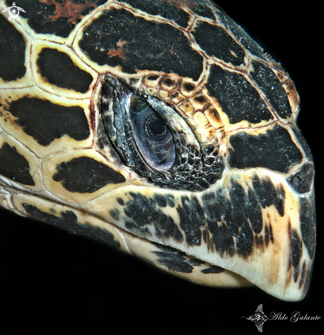 A Hawksbill Turtle - Carey 