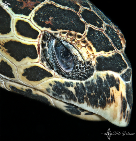 A Eretmochelys imbricata bissa (Ruppell, 1835) | Hawksbill Turtle - Carey 