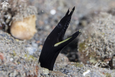 A Juvenile Ribbon Eel