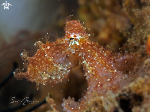 A algae octopus