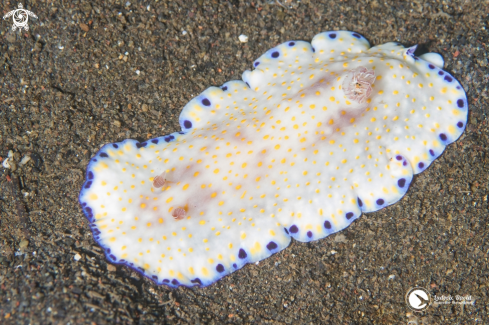 A Goniobranchus Nudibranch