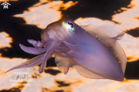 A Caribbean Reef Squid