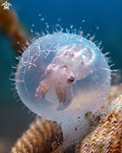 A Metasepia pfefferi | Flamboyant Cuttlefish